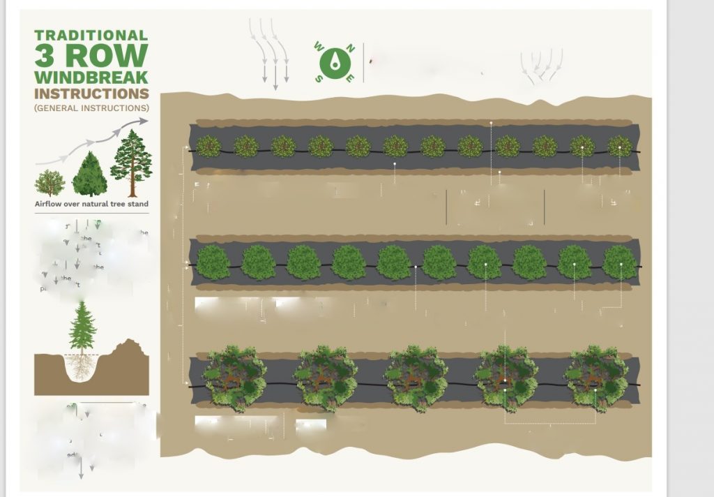 Traditional Row Windbreak Guide Includes Drip Line Guide Plan