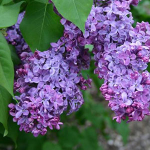 Common Lilac - (Syringa Vulgaris) - Tray of 50 - West Greeley ...
