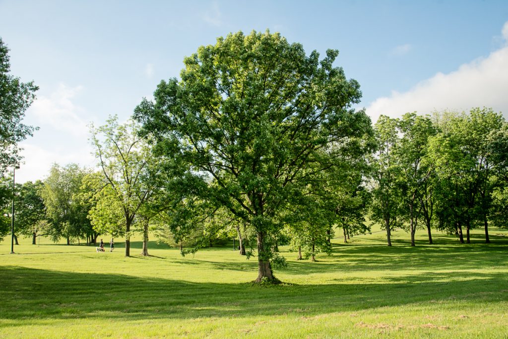 Bur Oak (Quercus macrocarpa) - 1 gallon pot - West Greeley Conservation ...