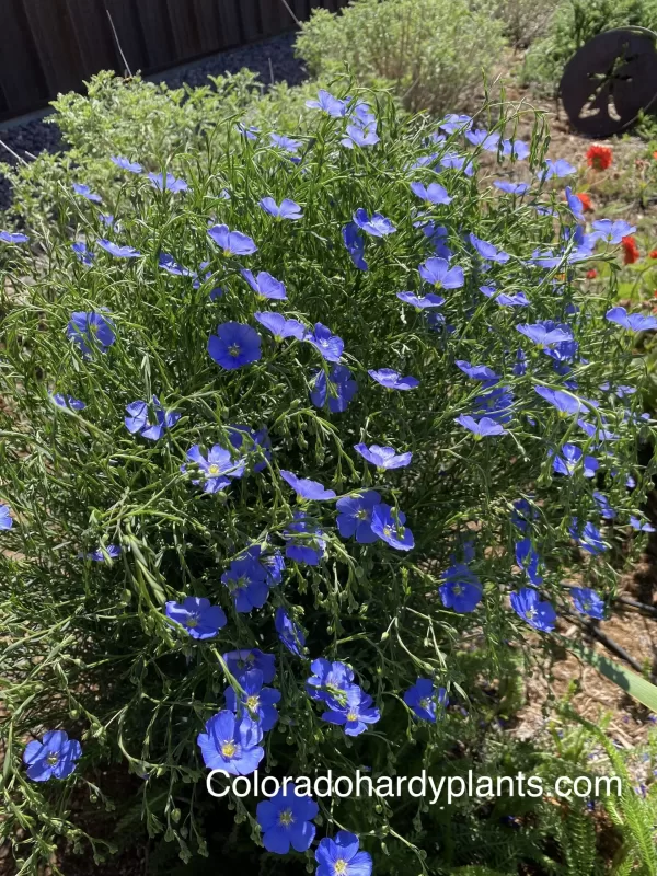 Blue-Flax flowers in full bloom, showcasing delicate blue petals in 1 gallon pot