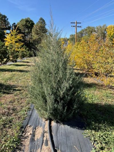 Rocky Mountain Juniper (Juniperus Scopulorum) - 5 Gallon Pot - West ...