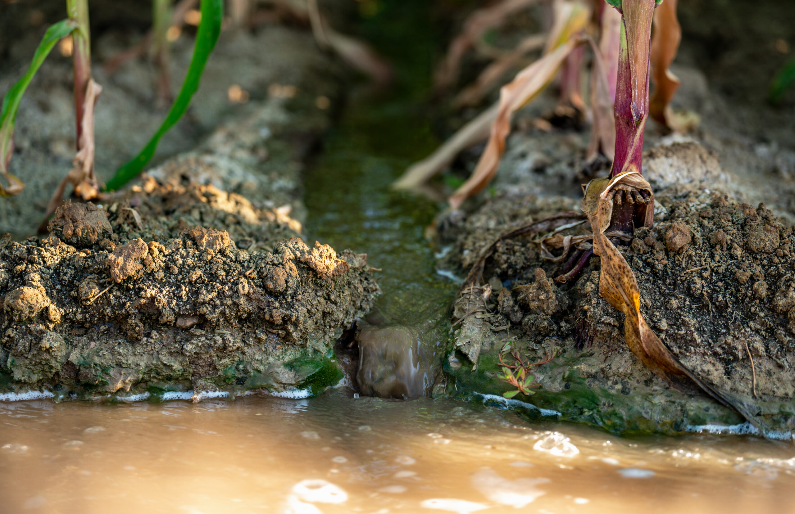 Closeup of Irrigated soil and crop rows