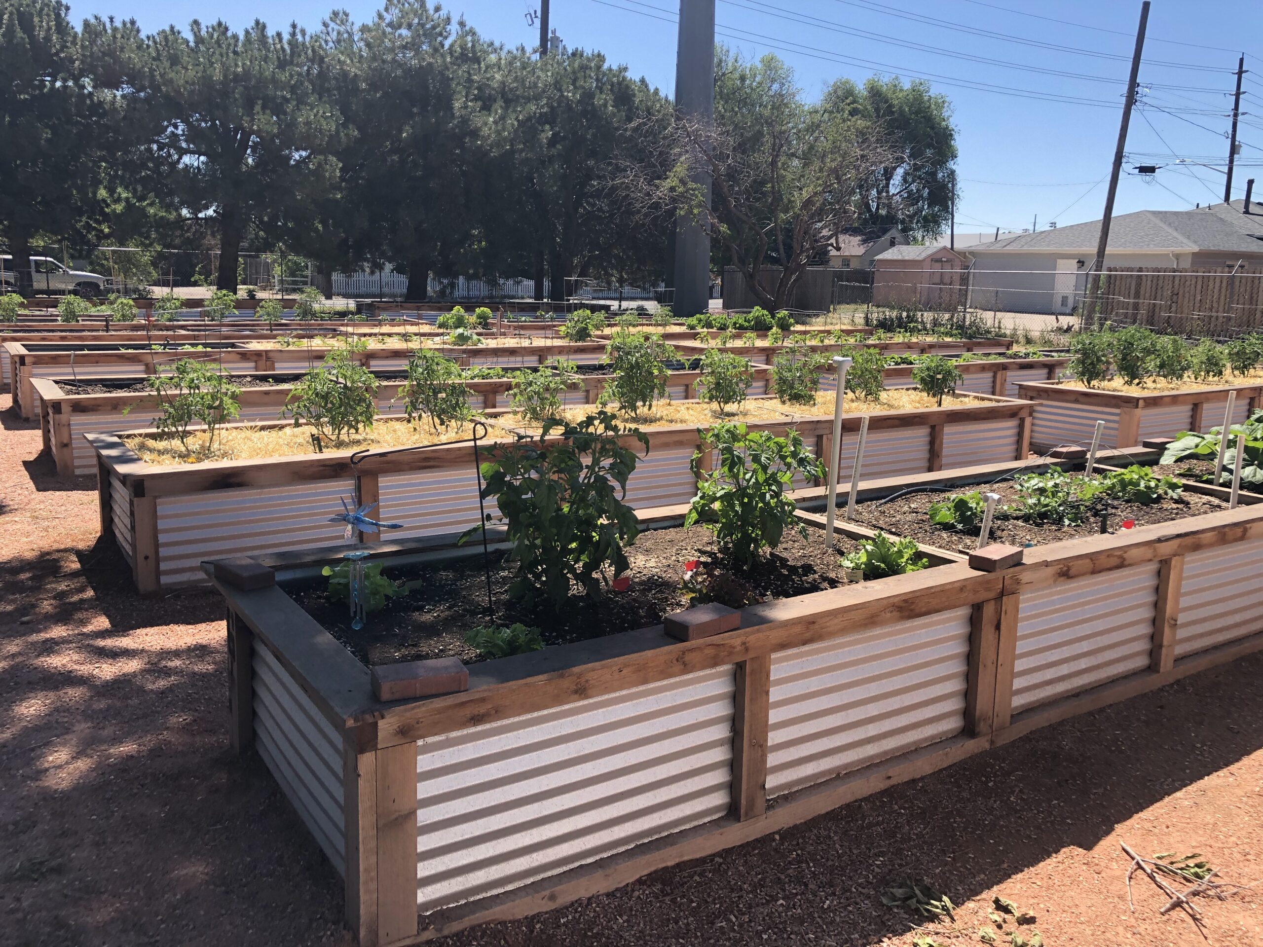 Raised Community Garden Beds with Tomatoes growing.